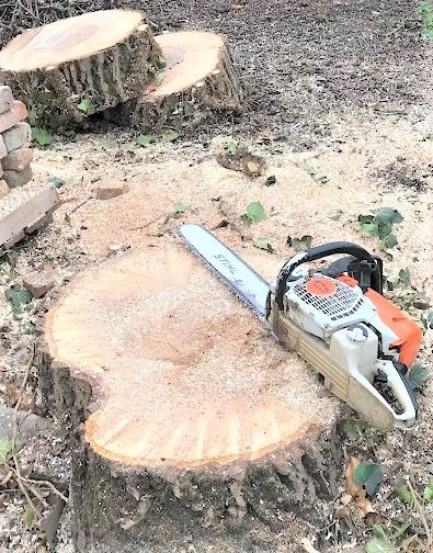 fakivagas alpintechnikaval balatonoszod fakivágás alpintechnikával Balatonöszöd